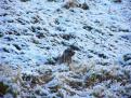 Molines en Queyras - Hautes Alpes - Jeune Marmotte dans la neige