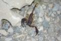 Scorpion à déterminer - Gorges du Verdon (1)