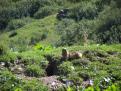 Marmotte en alerte - Les Chapieux - Savoie