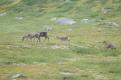 Norvège - Autre troupeau de rennes près du cercle polaire