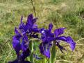 Iris des Pyrénées