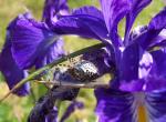 Araignée sur Iris des Pyrénées - Espagne