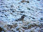 Molines en Queyras - Hautes Alpes - Jeune Marmotte dans la neige