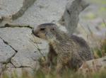 Jeune marmotte - Col de la Bonette (4)