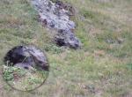Jeune marmotte (Zoom) - Col du Tourmalet