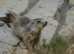 Jeune marmotte - Col de la Bonette (7)