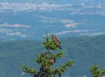 Buse variable  (Grand Colombier)