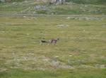Norvège - Jeune renne et sa mère près du cerche polaire