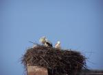 Cigognes au nid - Munster - Alsace