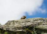 Marmotton - Valée d'Avérole