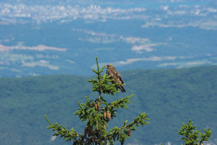 Buse variable  (Grand Colombier)