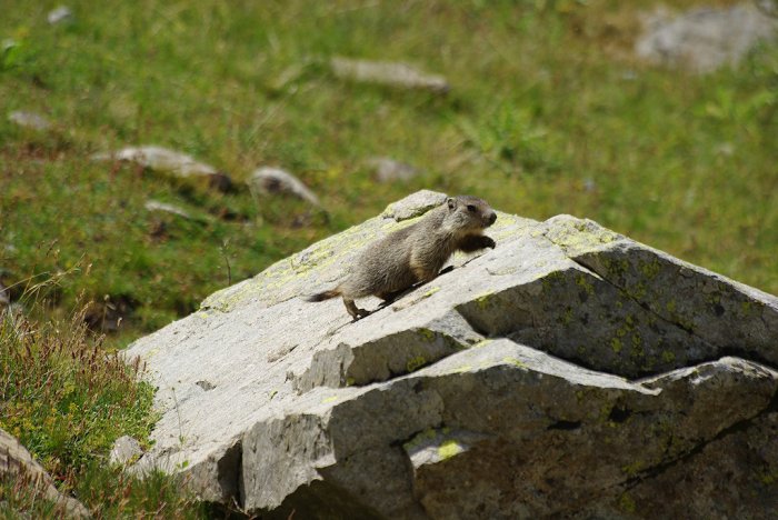 Jeune marmotte - Col de la Bonette (1)