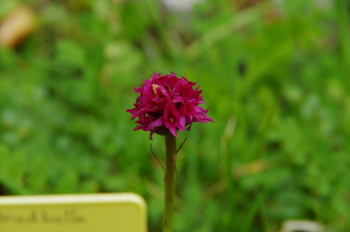 Suède - Gymnadenia runei (orchidée) - Hemavan près de Tarnaby