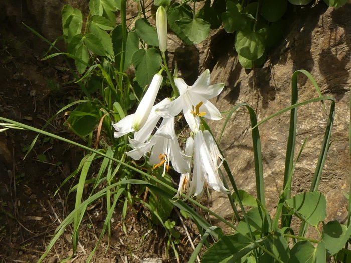 Fleur 1 (Lago di Morasco)
