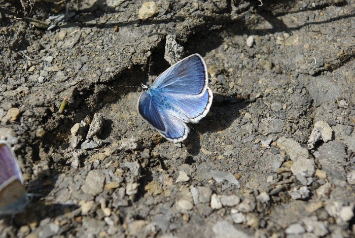 Argus bleu (Lozère)