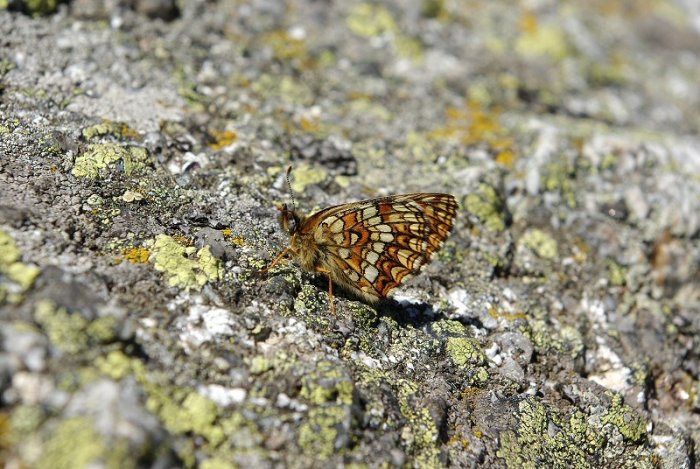 Papillon - Truc de Fortunio (Lozère) (2)