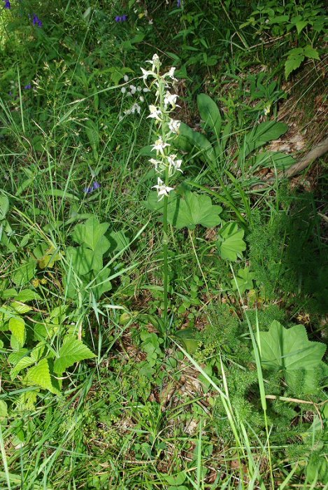 Orchis verdâtre (Platanthera chlorantha) - Lachamp-Raphaël (Ardèche) (1)