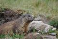 Marmotte - Molines en Queyras