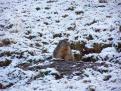 Molines en Queyras - Hautes Alpes - Marmotte dans la neige
